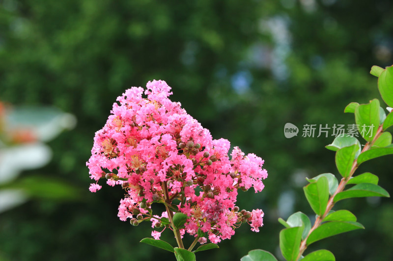 夏日盛开的紫薇花