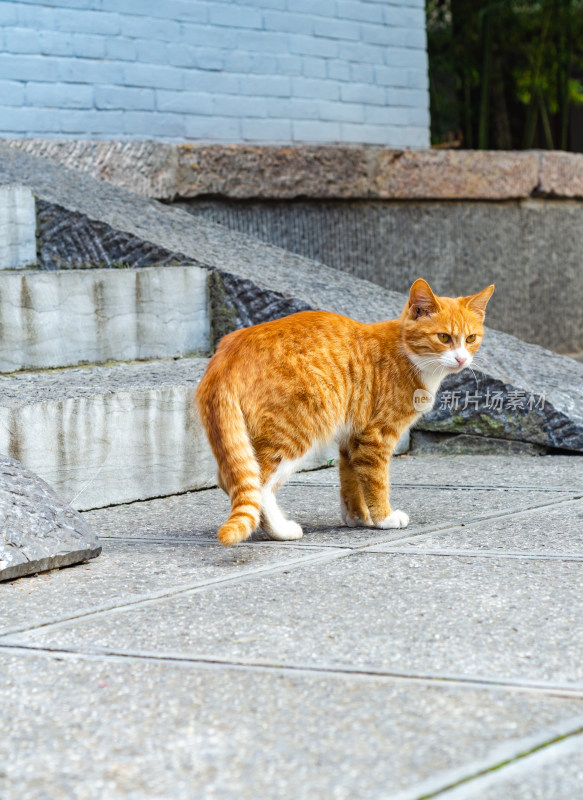 河南洛阳白马寺一只可爱的花猫