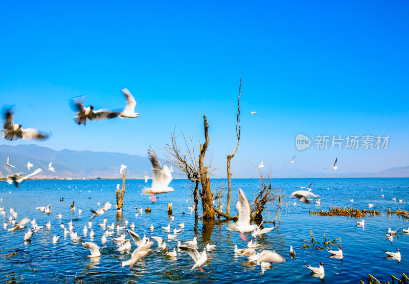 云南大理洱海湖泊枯树与海鸥飞鸟