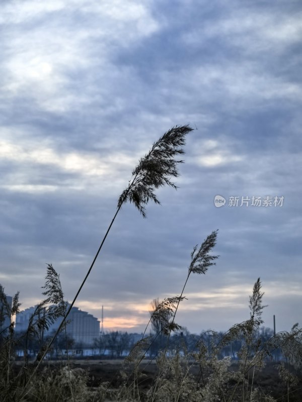 夕阳下随风摇曳的芦苇