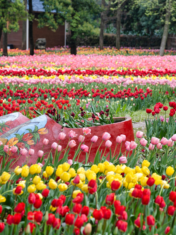 春天的郁金香花海