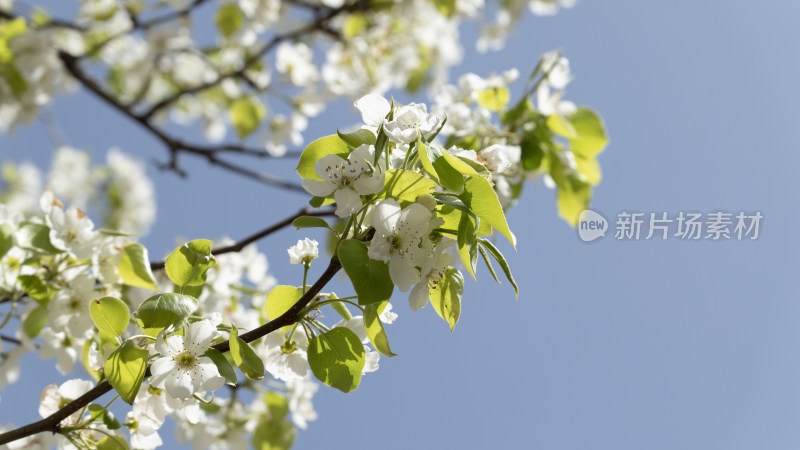 梨花白色的花朵春天开放