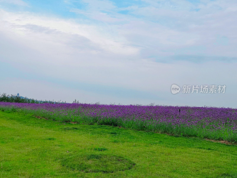 淄博文昌湖绿苑花海马鞭草