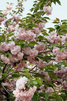 北京朝阳公园樱花