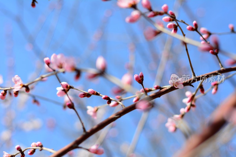 桃花花苞花蕊