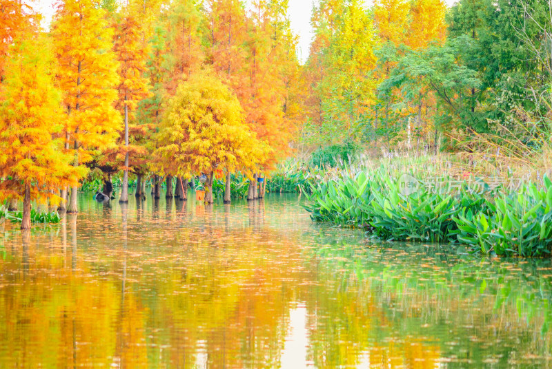 成都白鹭湾湿地公园水杉秋景