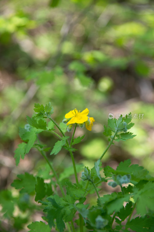 公园户外的白屈菜花朵特写