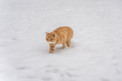 橘猫在雪地行走下雪天冬季