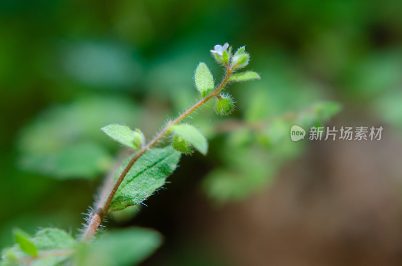 一枝斑种草小花，也称多苞斑种草