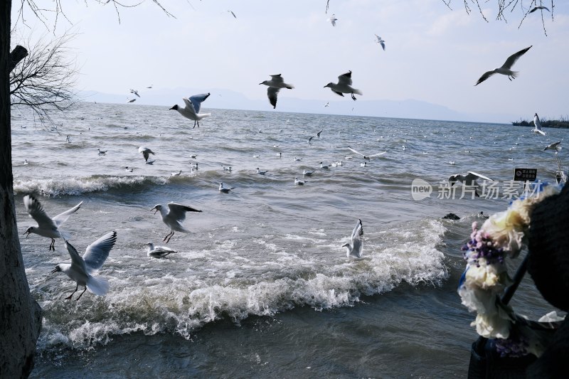 海边飞翔的海鸥群