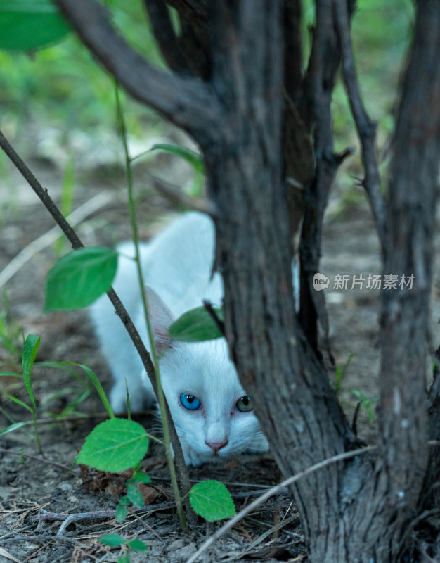 白猫花猫