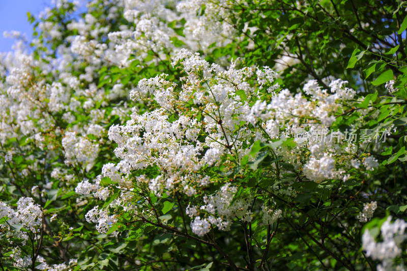 白色丁香花