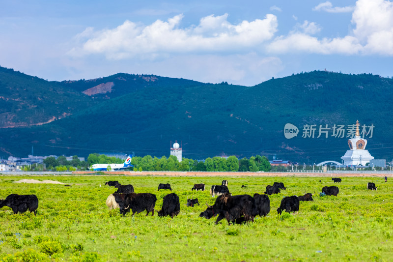 香格里拉纳帕海景区