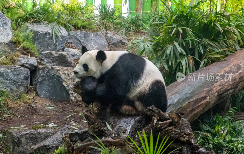 可爱的四川大熊猫