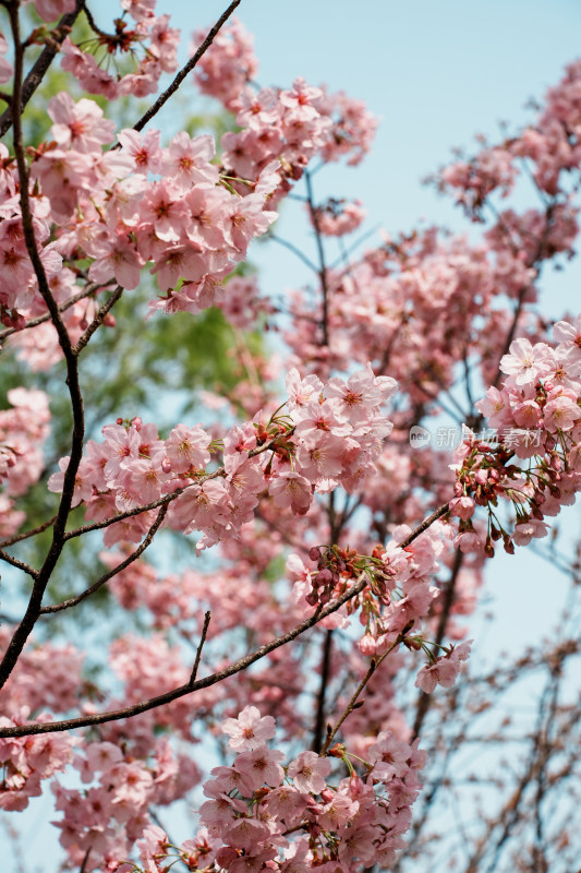 北京玉渊潭公园樱花节樱花