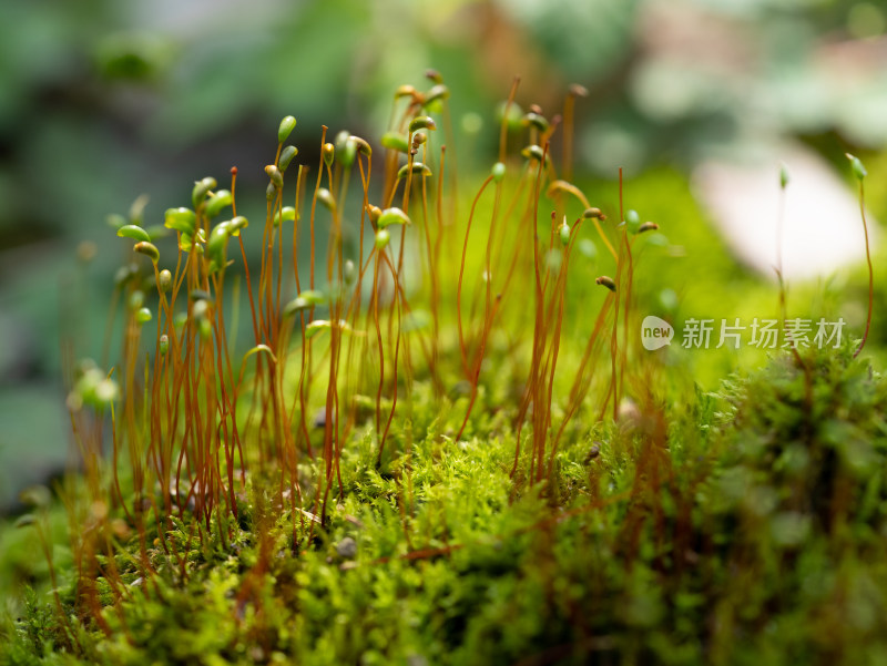 春天的户外苔藓微距