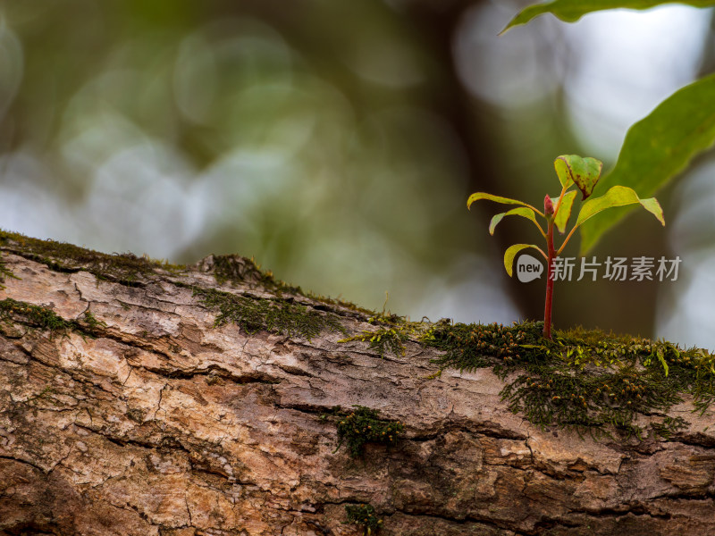 树干上生长的嫩绿新芽