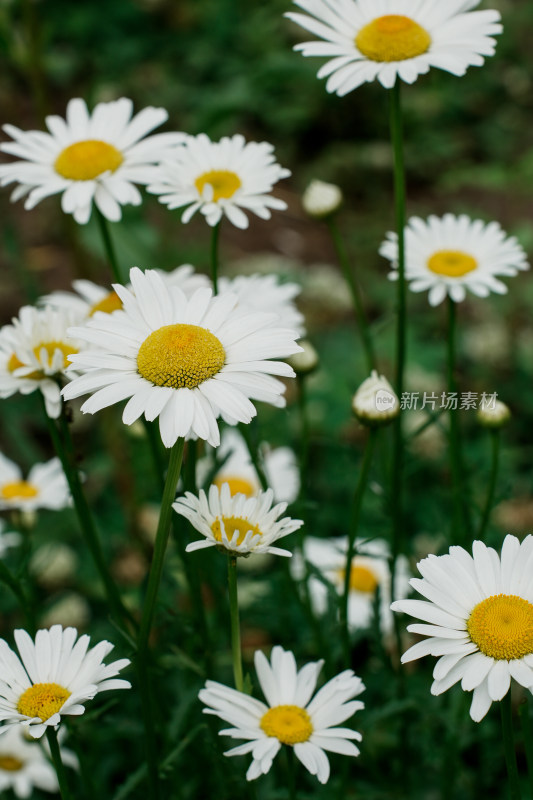 北京北坞公园雏菊