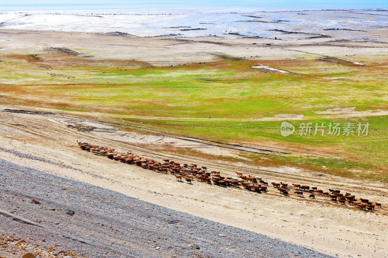 新疆伊犁河谷上的羊群