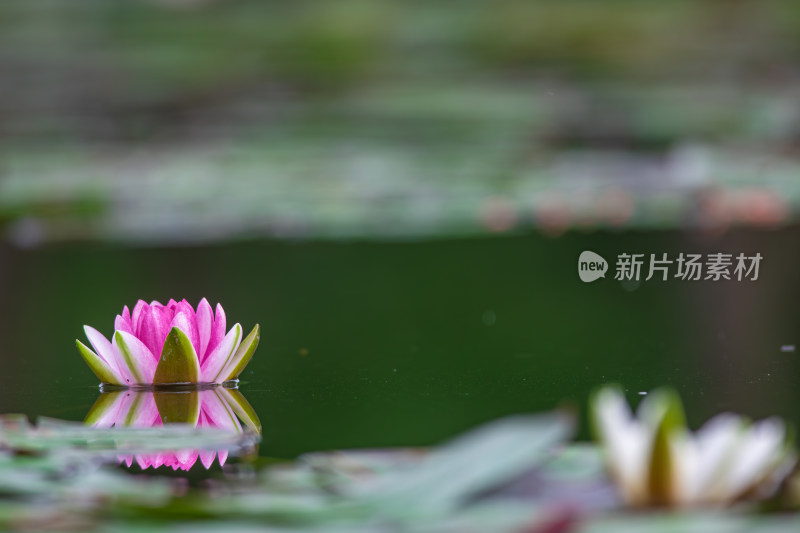 池塘中的荷花莲花