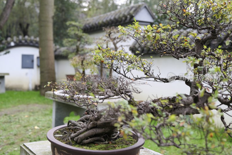 四川成都百花潭公园川派盆景园的盆景