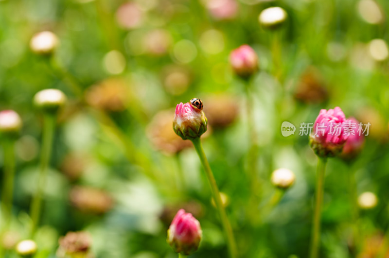 小瓢虫与花苞