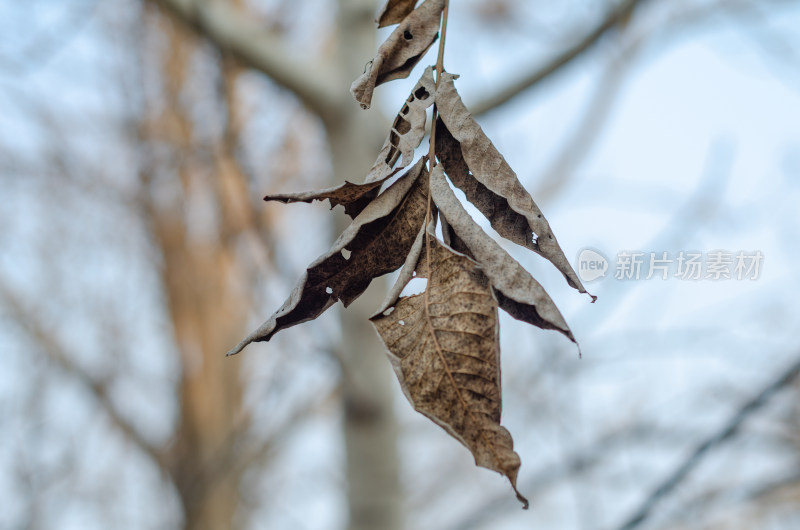 几片干枯发暗的叶子