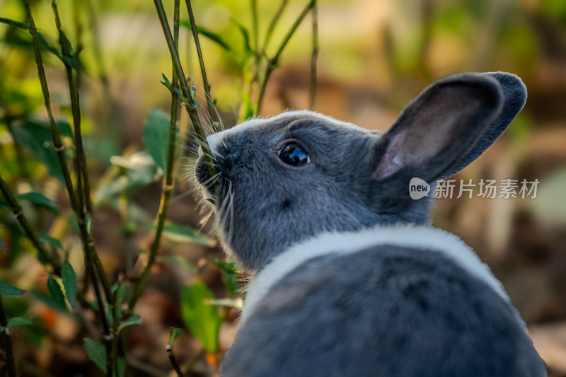 家兔特写镜头