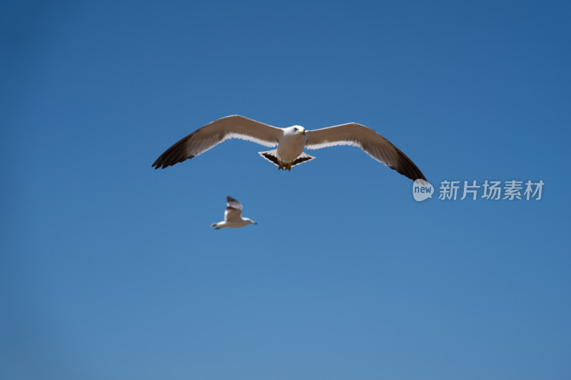 海鸥特写