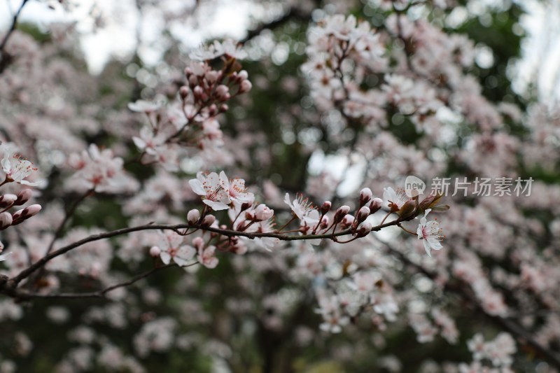 盛开的粉色花卉特写