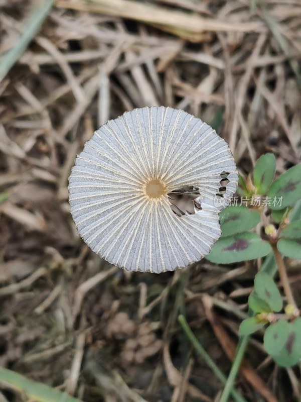 有缺陷的蘑菇