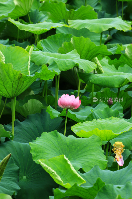 夏日鲁家滩荷花