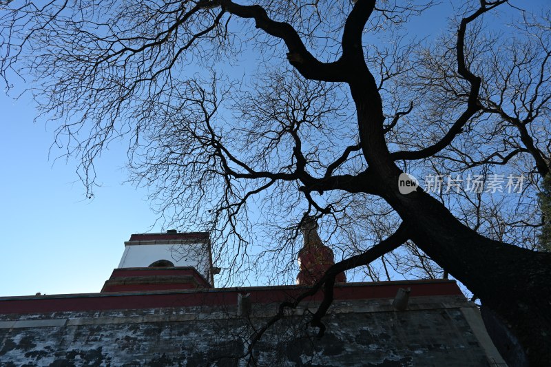 古建筑旁枝干遒劲的树木