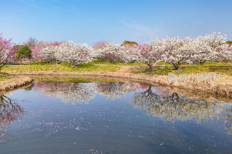 花开海上梅花节