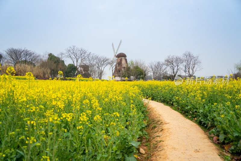 油菜花花海