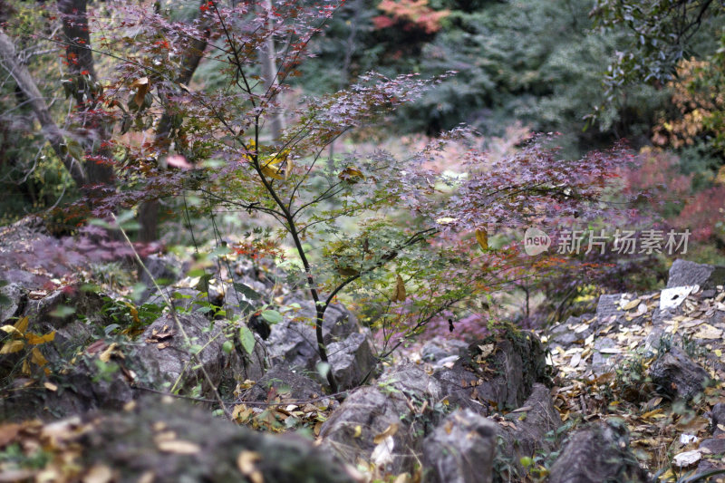 南京栖霞山枫叶景观实拍