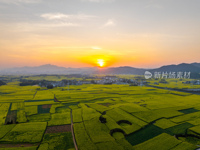 云南罗平油菜花海