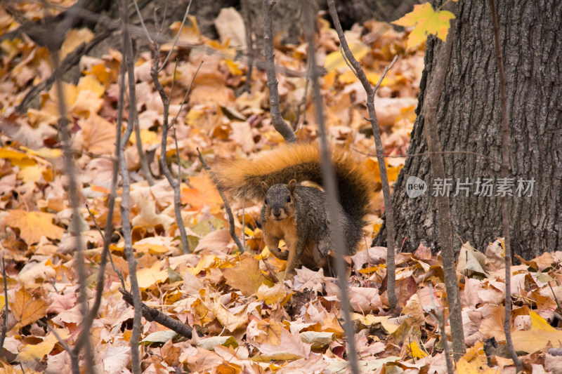 野生松鼠在落叶中的特写镜头