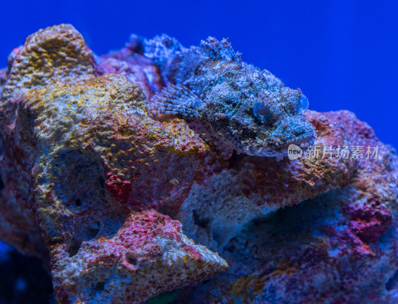 上海海洋水族馆的石头鱼