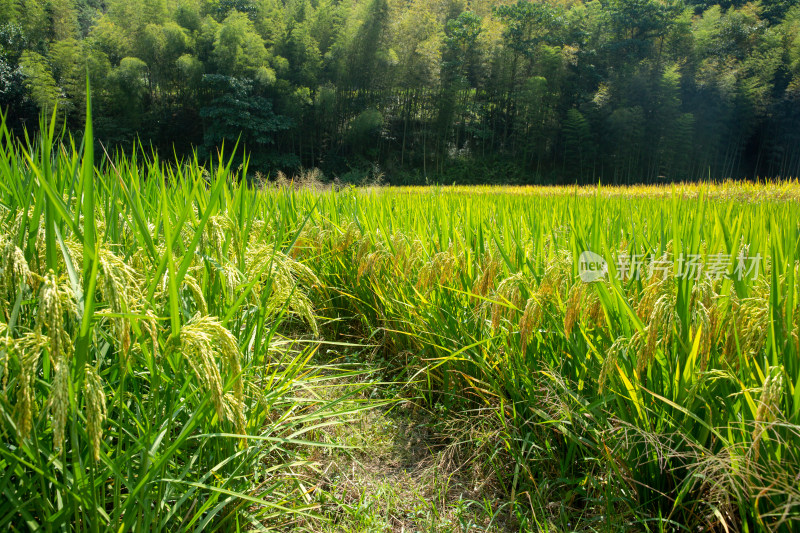 农田里生长的水稻