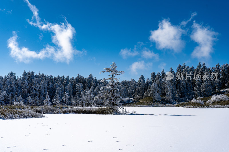 四川眉山瓦屋山景区云海冬日雪景下的枯树