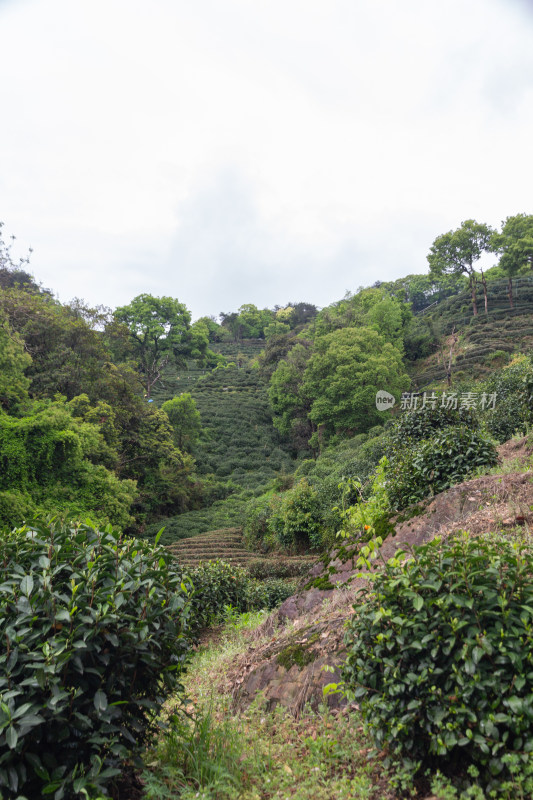 山坡茶园与绿树景观