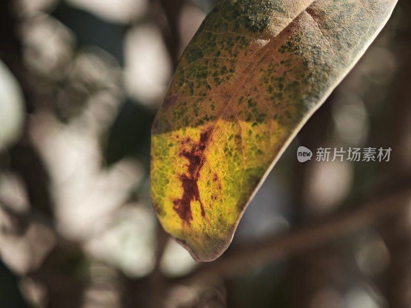 带刺植物上带有枯黄斑点的叶片