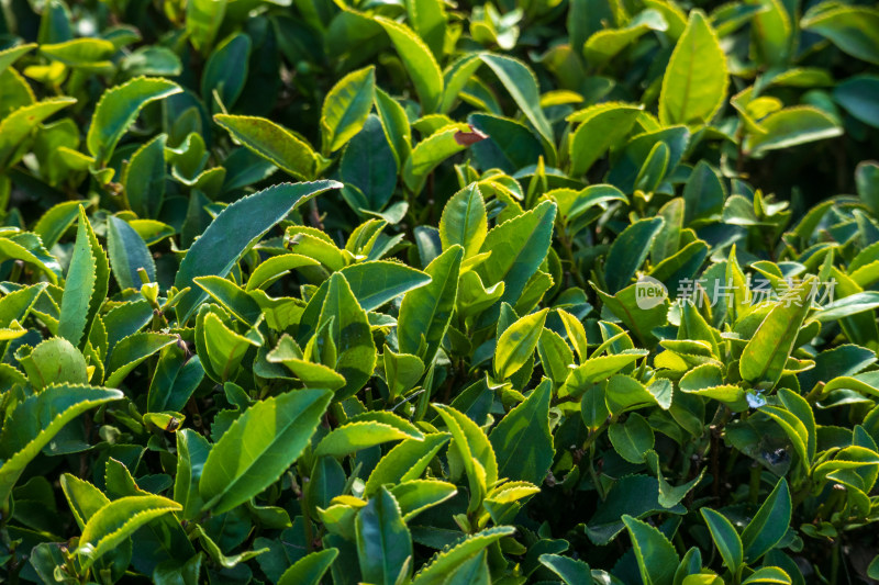 惠州柏塘绿茶茶园清晨时分茶树上的新鲜嫩芽