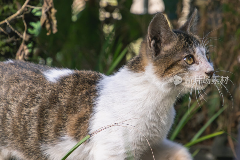 猫咪捕猎特写