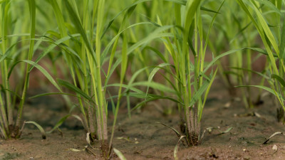 农场 水稻 种植 秧苗 培育秧苗