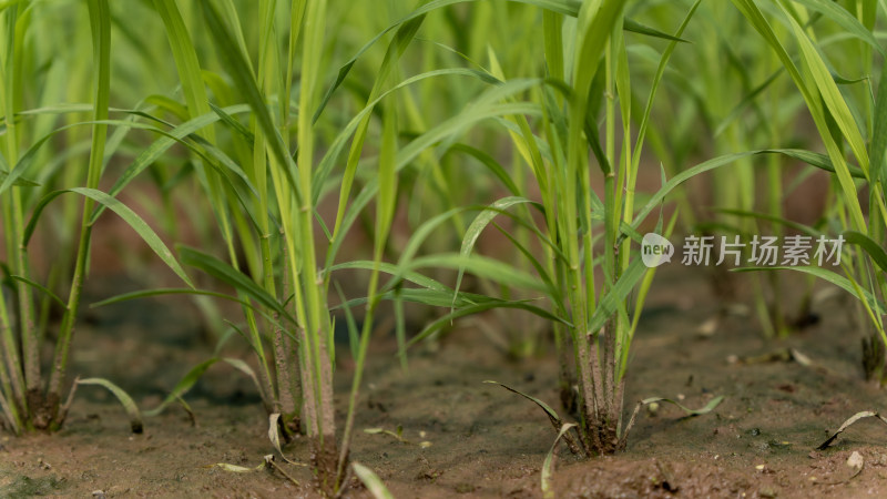 农场 水稻 种植 秧苗 培育秧苗