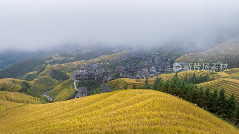 广西桂林龙脊梯田秋收稻田航拍风景