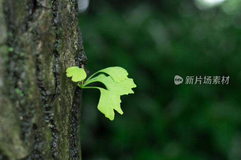 春天万物复苏植物发芽