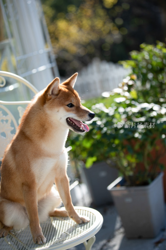 坐在白色椅子上的柴犬